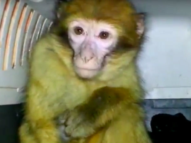 Схваченных в Ростовской области шесть обезьян и двух кенгуру из Украины показали на видео