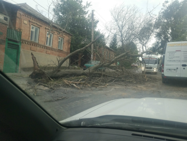 Обрушившееся на дорогу огромное дерево перекрыло популярный маршрут автомобилистам Ростова