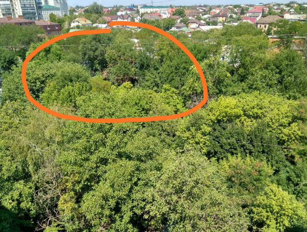 Здоровые зеленые деревья вырубят в Ростове ради новой стройки