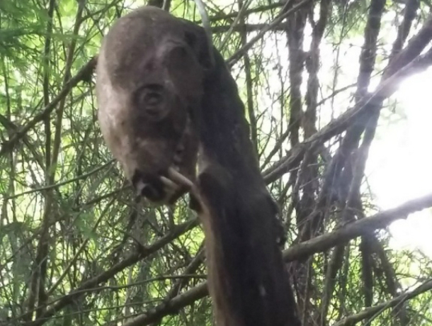 Подвешенный на дереве жуткий труп чупакабры обнаружили туристы в лесу под Ростовом