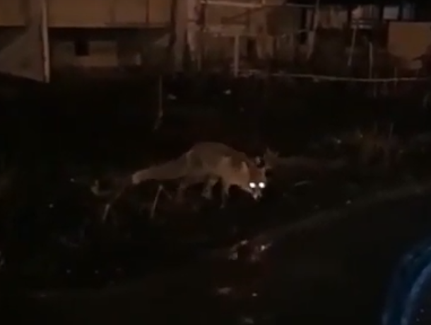 Голодная лиса гуляла по ростовским дворам в поисках угощений
