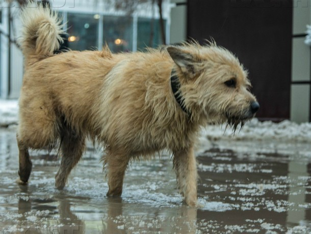 «Линчевать» собаку среди бела дня попытались живодеры в Ростовской области