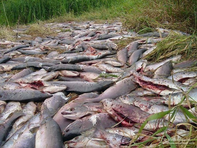 36 тонн рыбы изъяли у браконьеров в Ростовской области