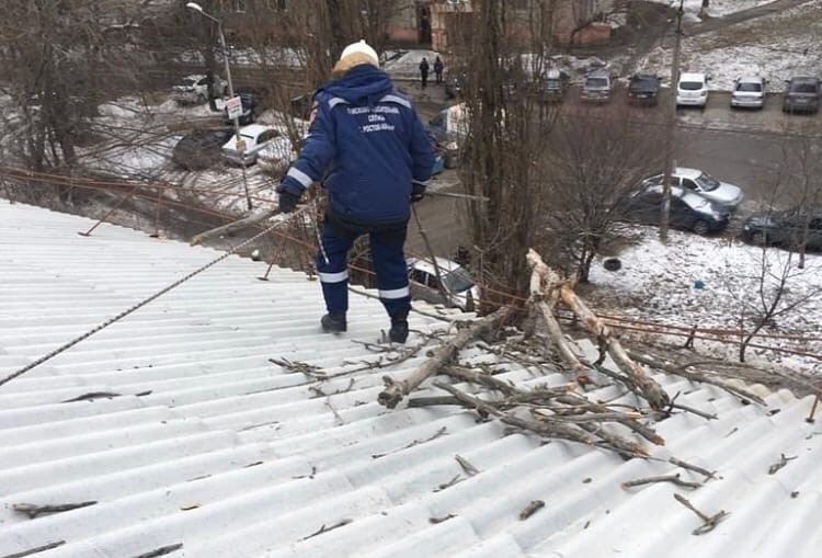 В Ростове на школу упало дерево