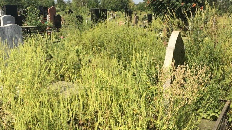 На северном кладбище в Ростове могилы заросли амброзией