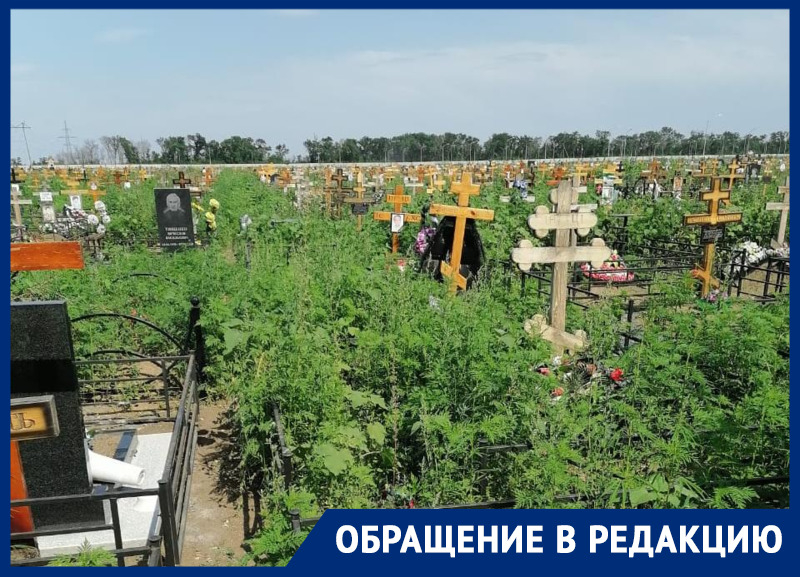 Ростовчан возмутили заросли конопли и амброзии на новом кладбище в Мясниковском районе