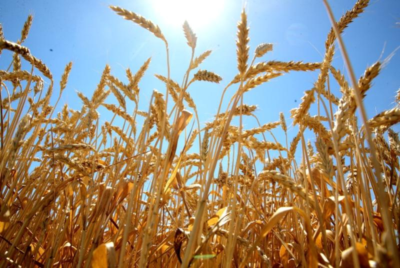 В Ростовской области установили новый рекорд, собрав 14,5 млн тонн зерна