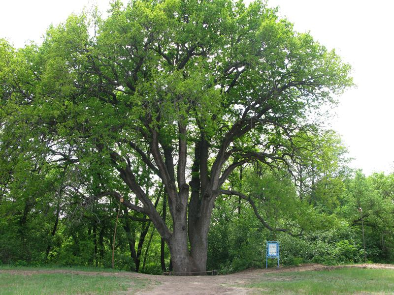 «Вешенский дуб» из Ростовской области участвует в национальном конкурсе «Российское дерево года»