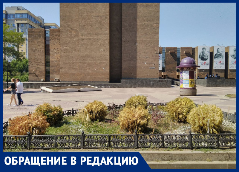 «Они погибают, но никому нет дела!»: ростовчанин просит власти города спасти растения на Пушкинской