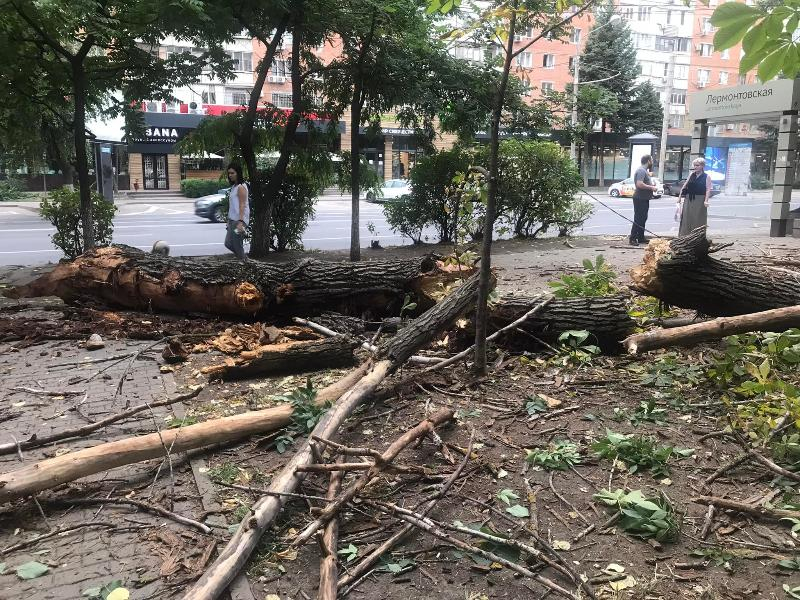 В Ростове на проспекте Ворошиловском рухнуло дерево