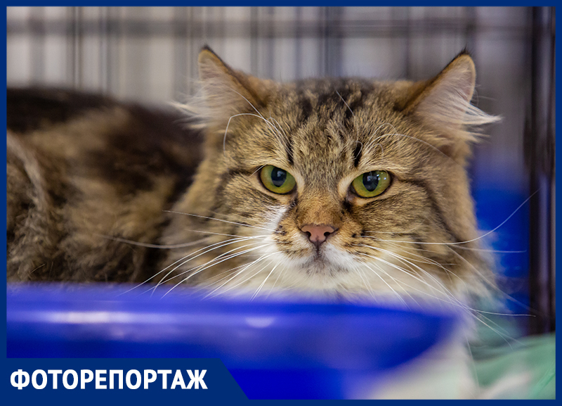 В Ростове 20 кошек собрались на фестивале «Дай лапу», чтобы обрести своих хозяев