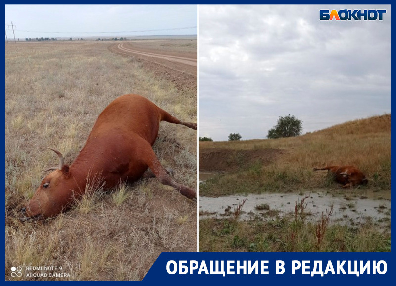 В Ростовской области 13 коров отравились насмерть неизвестным ядовитым веществом