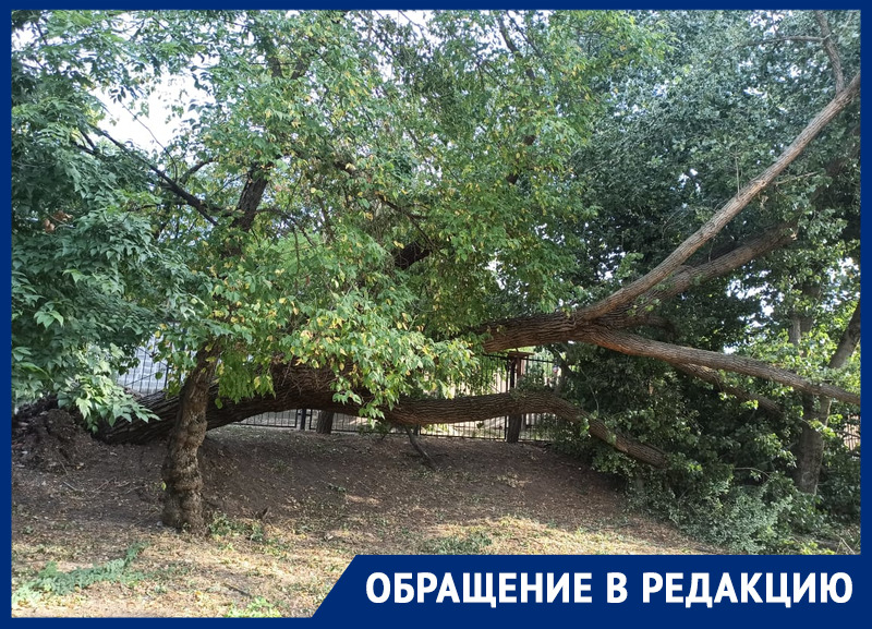 На территории ростовской школы №79 упало огромное дерево