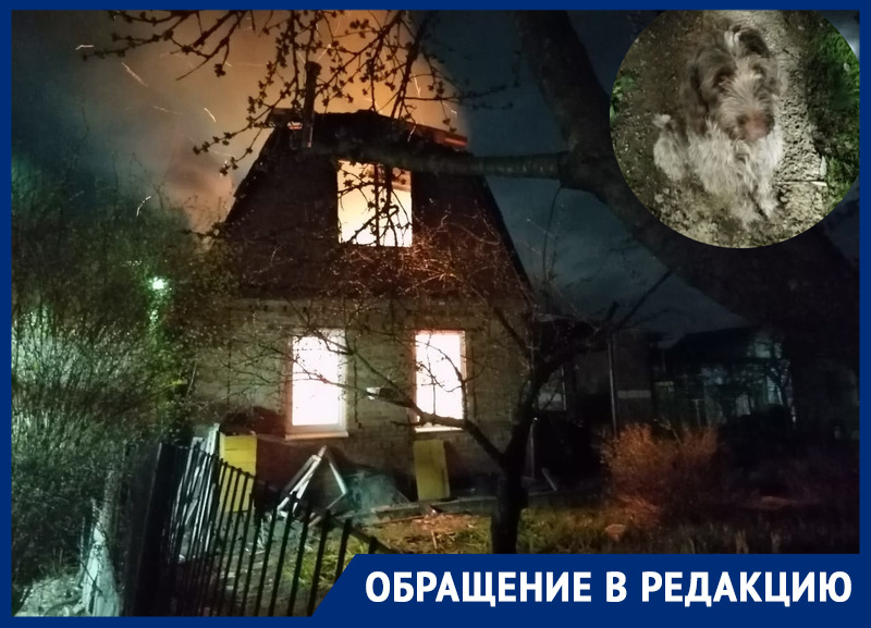 Охотничий пес спас дачный поселок под Ростовом от пожара