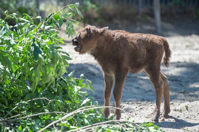 В зоопарке Ростова объявили голосование на лучшее имя для новорожденного зубренка