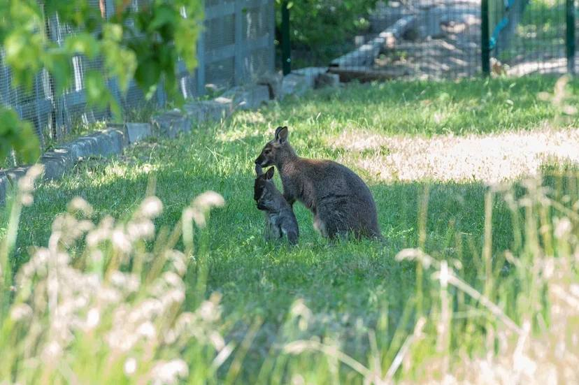 Малыши-кенгуру стали выходить в открытый вольер ростовского зоопарка