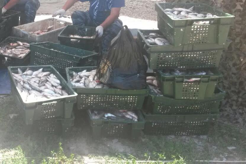 Браконьер из Ростовской области наловил «краснокнижной» рыбы на 200 тысяч рублей