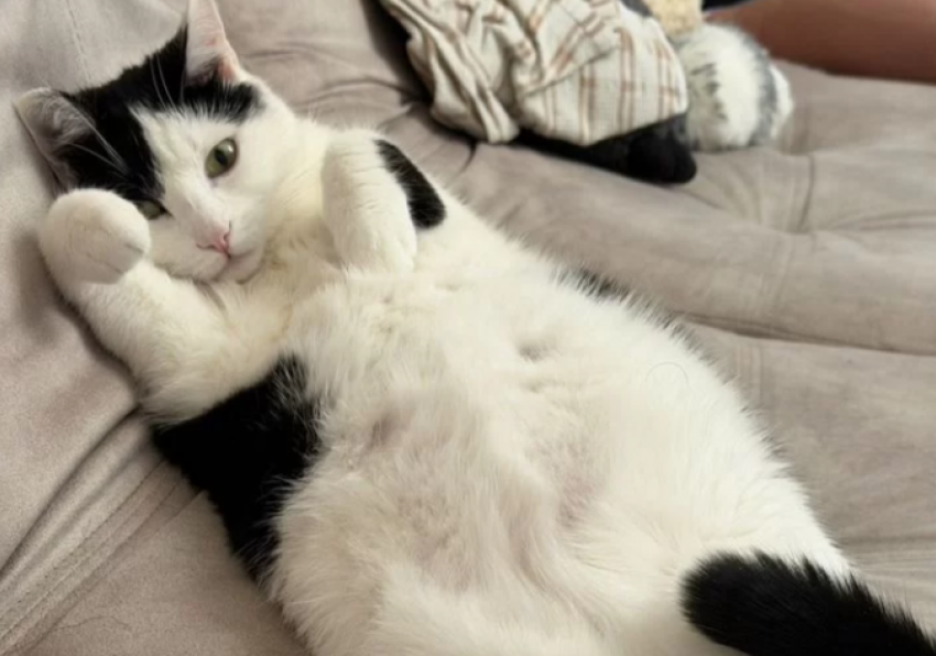 Кота за 5 миллионов рублей выставили на продажу в Ростове