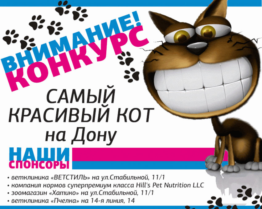Стартовало голосование в конкурсе «Самый красивый кот на Дону»!