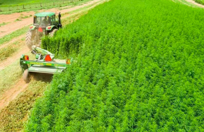 В Ростовской области начали легально выращивать коноплю