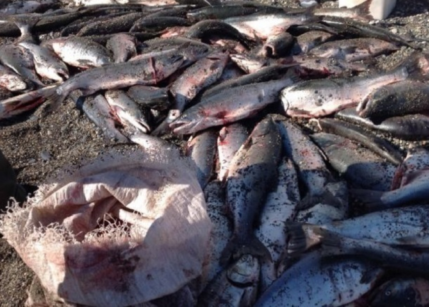 Опасные рыбу, мясо и пельмени обнаружили в Ростовской области