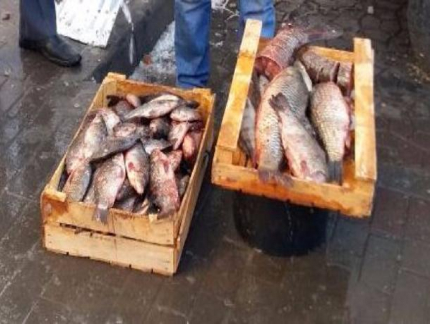 Опасную рыбу продавали жителям центральной улицы Ростова