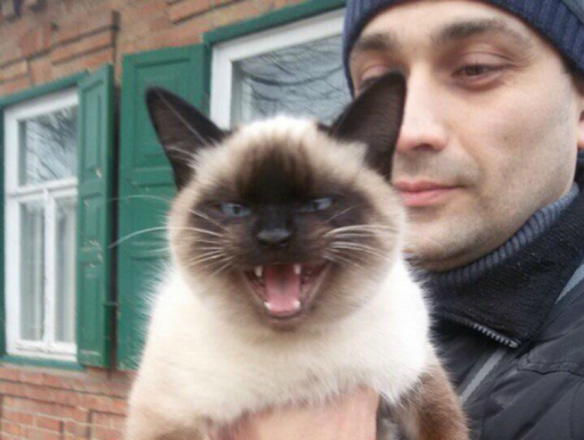 Агрессивного сиамского кота обнаружили на улице в Ростове