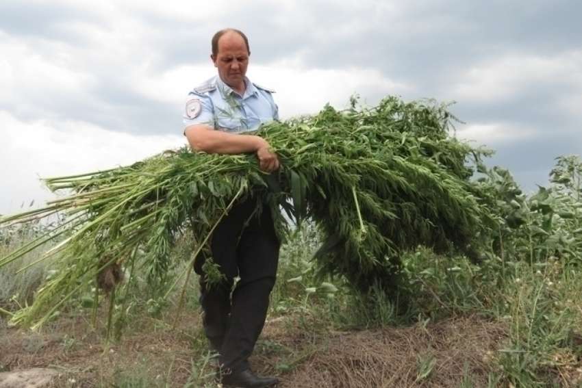 В Ростовской области уничтожено поле конопли площадью шесть гектаров