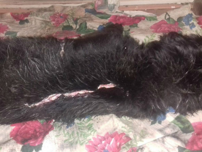 Подростки попытались живьем содрать шкуру с маленькой беззащитной собаки в Ростовской области
