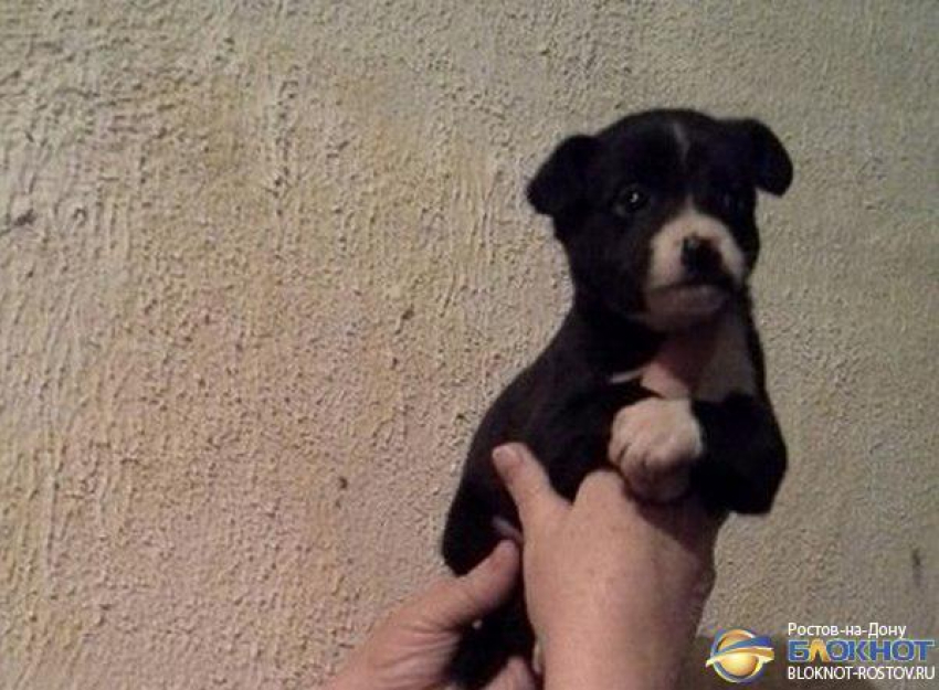 Спасенный из мусорного бака в Ростове щенок нашел новых хозяев и получил имя