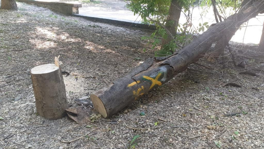 Правила охраны зеленых насаждений хотят изменить в Ростове-на-Дону