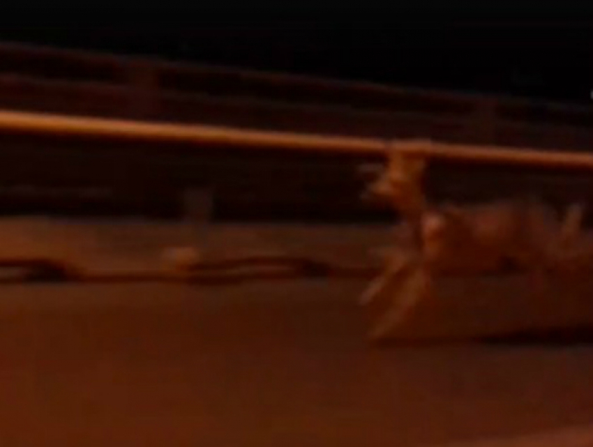 Убегающего из Ростова по трассе олененка довольные автомобилисты сняли на видео