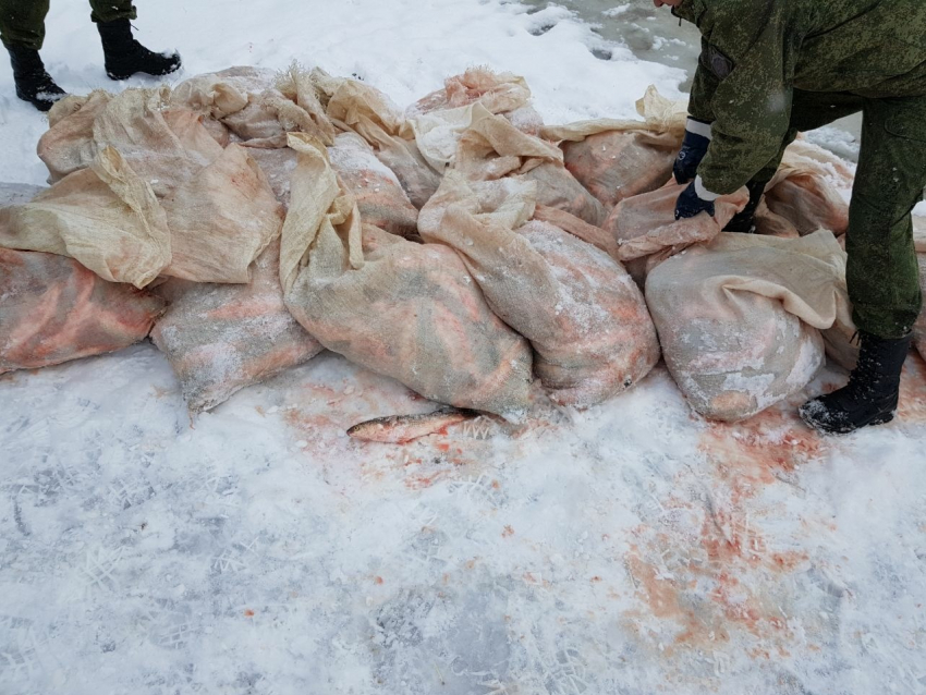 Ростовский браконьер наловил рыбы почти на два миллиона рублей