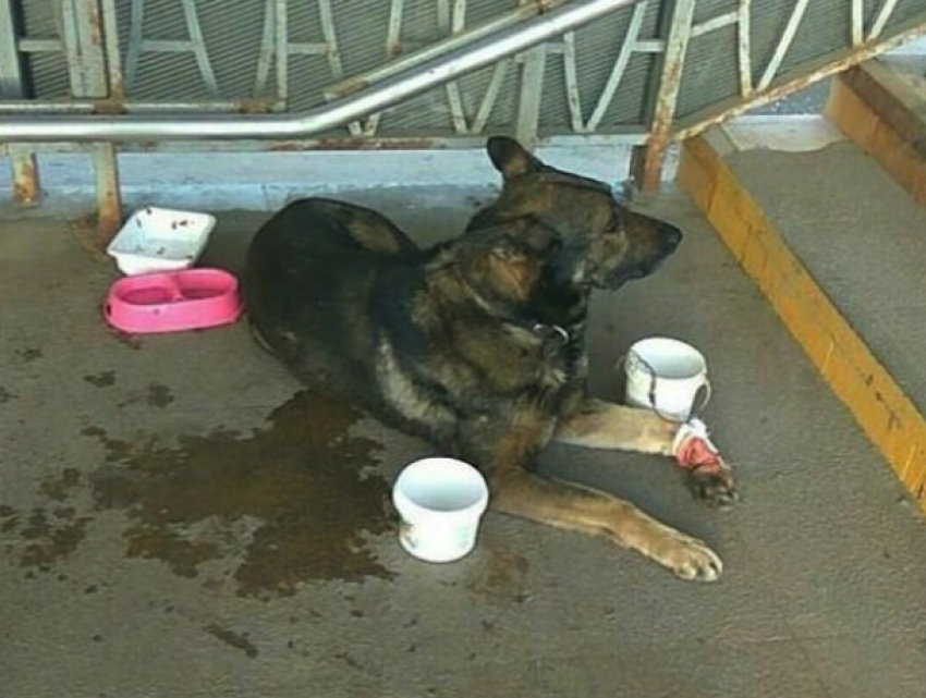 Окровавленными лапами собирать милостыню с прохожих заставляют собаку-попрошайку в Ростове