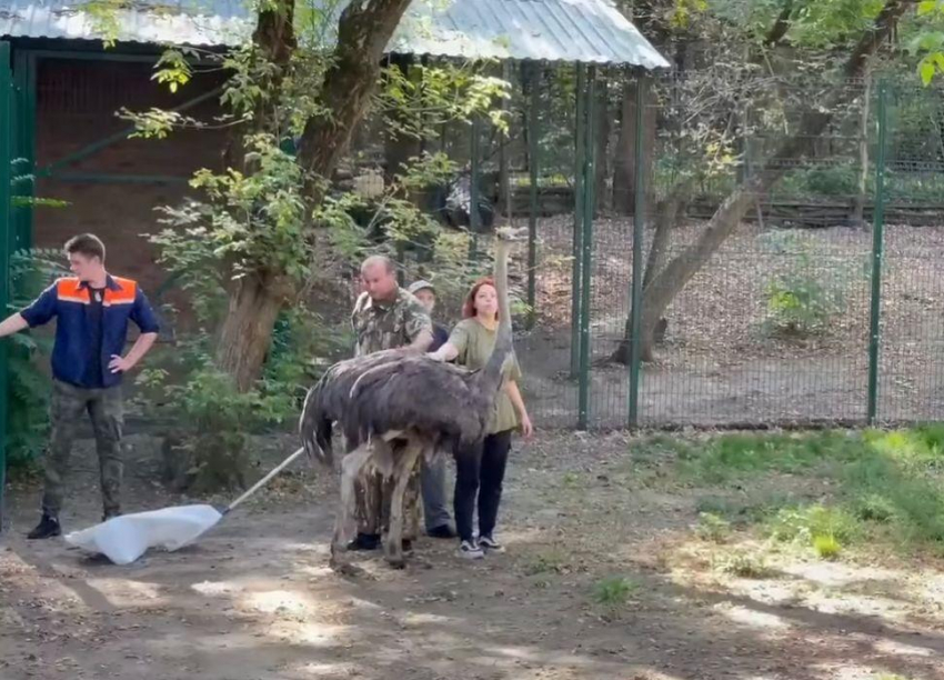 В зоопарке Ростова появился африканский страус 