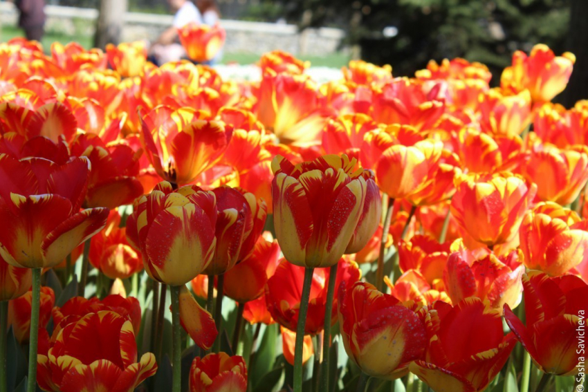 Этой весной в Ростове высадят более 800 тысяч цветов