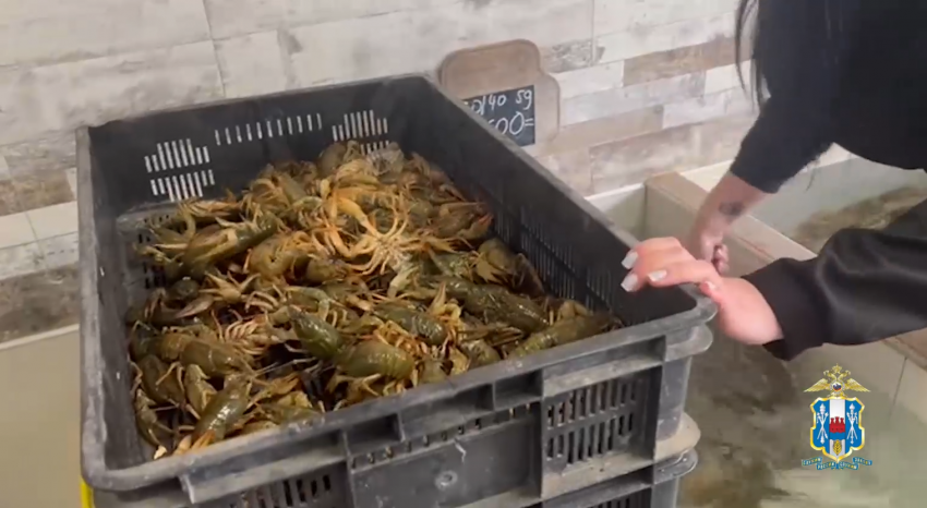 В Новочеркасске у предпринимателя изъяли 191 кг живых раков 