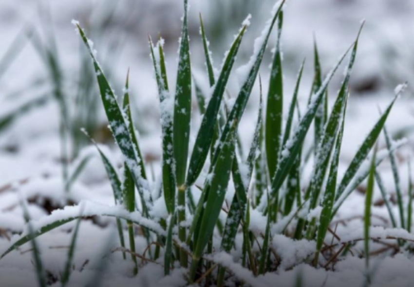 Озимые культуры на 99,8% дали всходы в Ростовской области