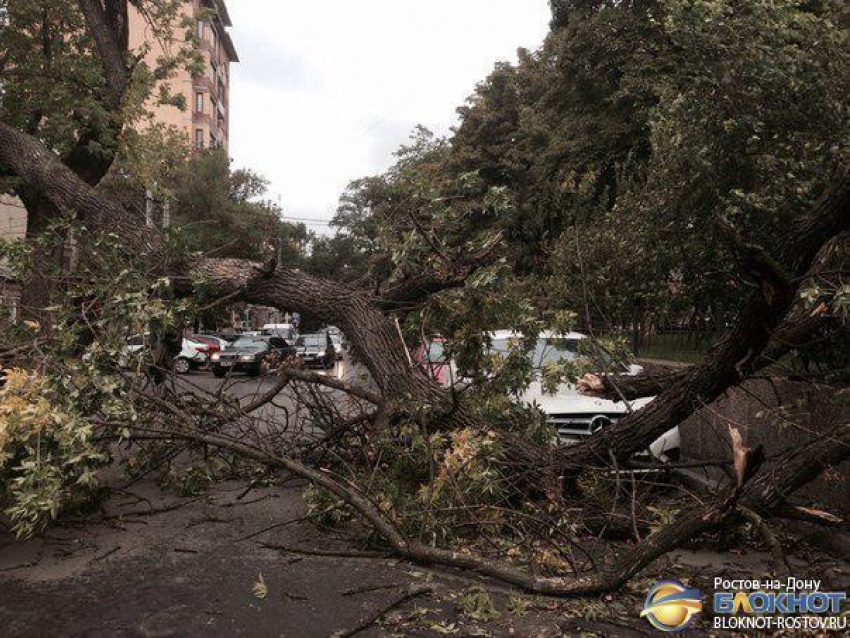 В Ростове из-за шквалистого ветра деревья придавили и повредили десятки машин. Видео