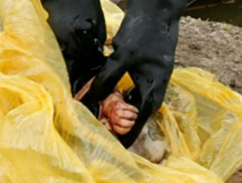 Мертвую новорожденную девочку «похоронили» в мусорном контейнере в Ростовской области