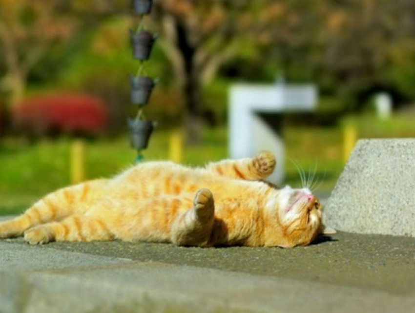 Ясное солнышко порадует уставших от рабочих будней ростовчан в эту пятницу