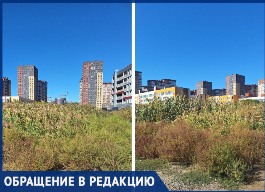Ростовчанка пожаловалась на амброзию у школы и детсада в Вересаево