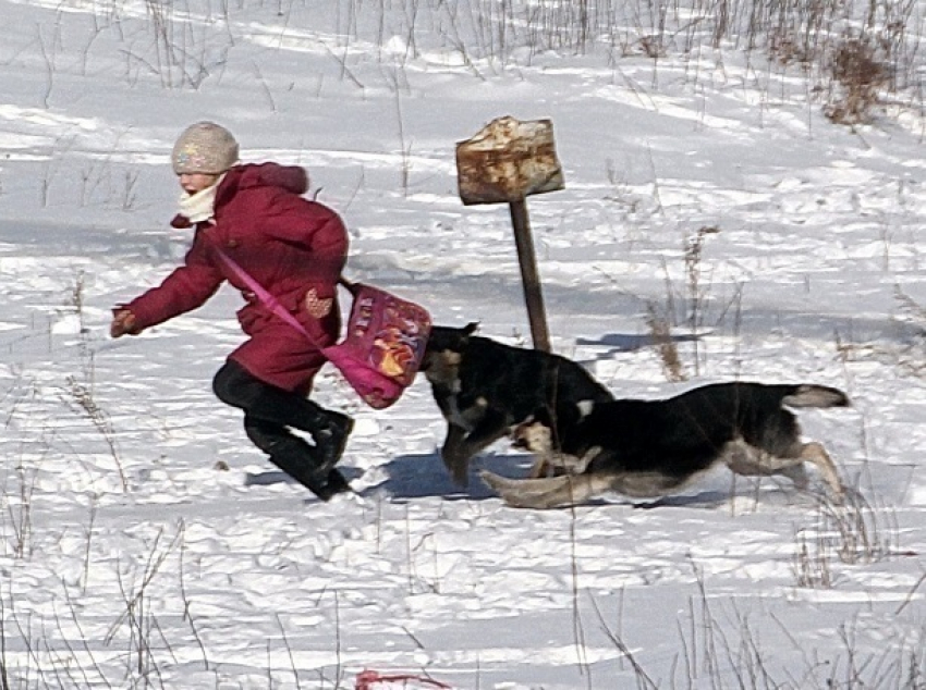 Озлобленные собаки набросились на 17-летнюю девушку в ростовском парке