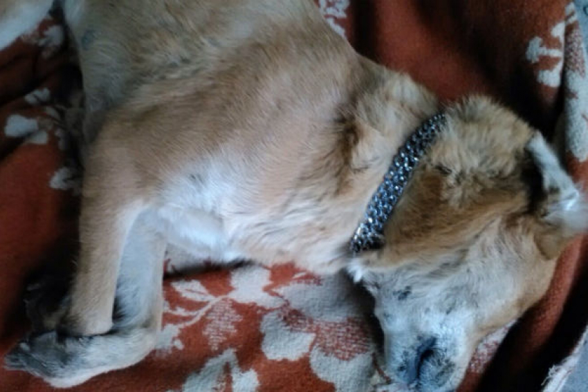 Служба отлова убила домашнюю собаку на глазах у хозяина в Ростове 