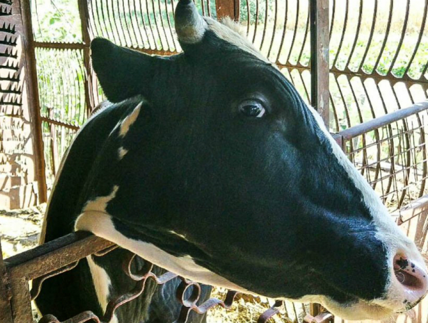 Утопающую в коровьих экскрементах ферму оштрафовали за нарушения  в Ростовской области