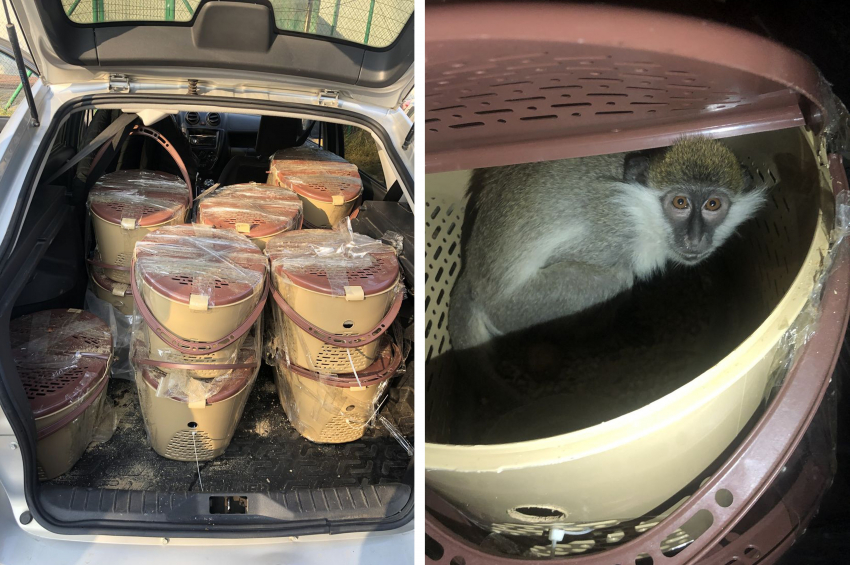Донские таможенники обнаружили в багажнике автомобиля 22 дикие обезьяны