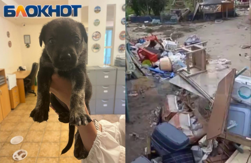 Владелице приюта, где нашли трупы животных, платили за содержания собак от 5 до 15 тысяч в месяц 