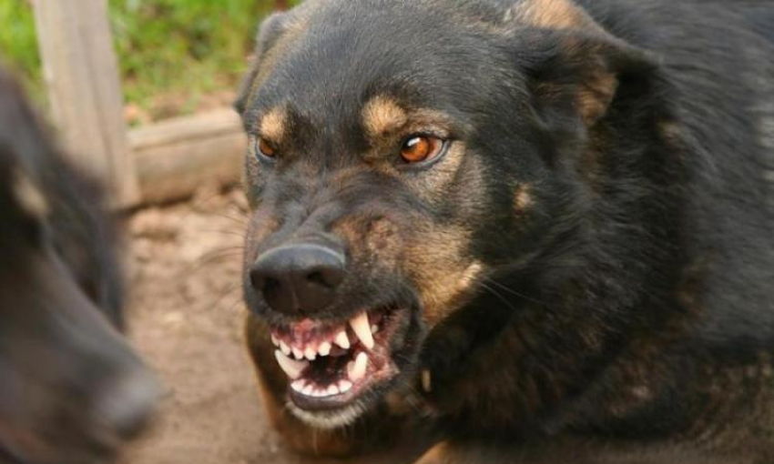 Овчарка до смерти загрызла годовалую девочку из Дубовского района 