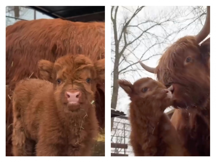 В парке «Лога» родилась девочка-теленок редкой породы Хайленд