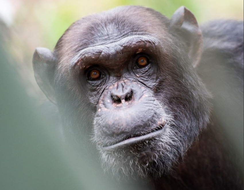 В зоопарке Ростова откроют выставку картин шимпанзе Хауса и Майкла